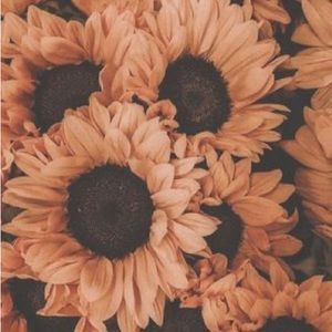 Darling Boutique💕